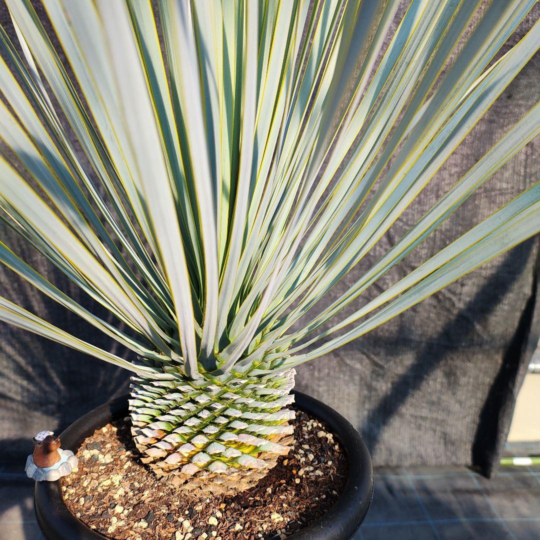 ハ*ン様 ユッカ 　ロストラータ Hybrid【E】