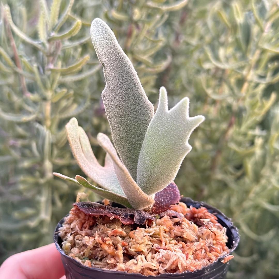 P.willinckii ’Asurada’ Sporeling 11