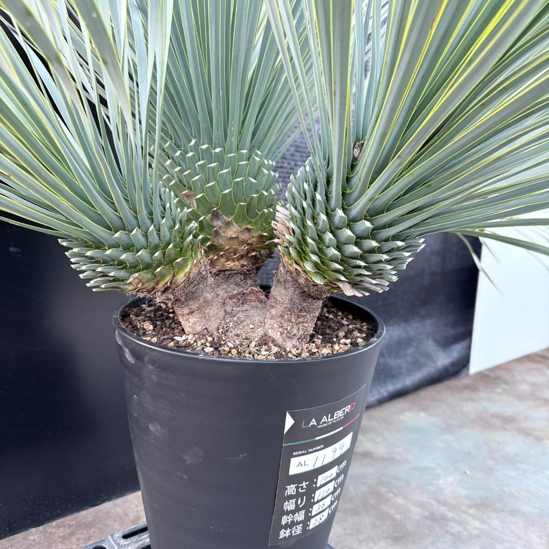 【AL1194】ユッカ　ロストラータ　超希少４分頭株