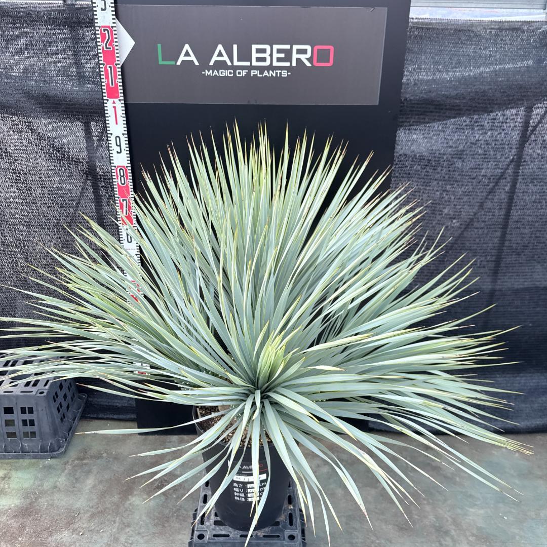 【AL1194】ユッカ　ロストラータ　超希少４分頭株