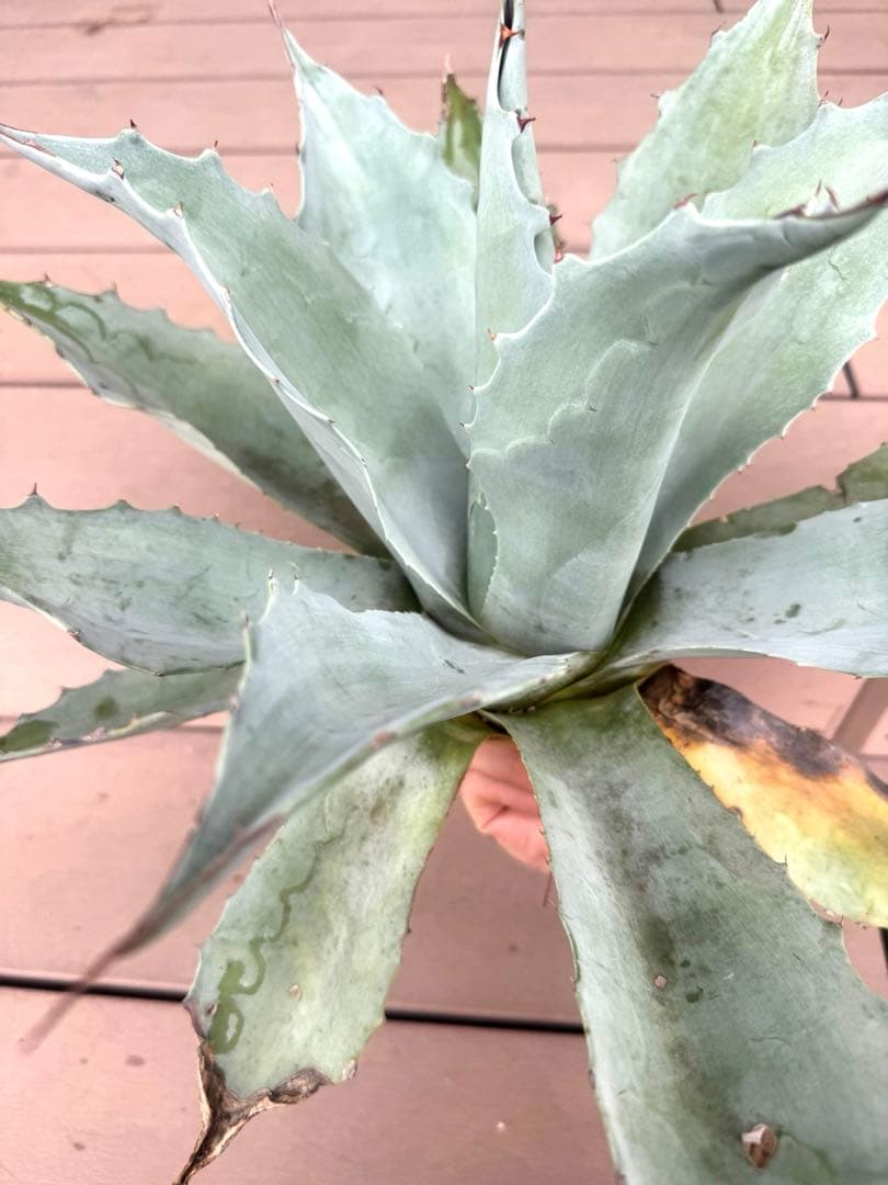 アガベ　オバティフォリア　フロスティブルー　大株　親株