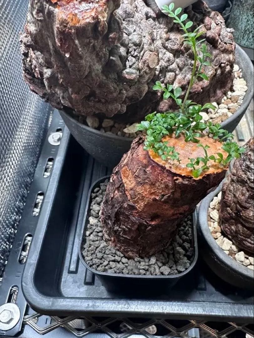 オペルクリカリア　パキプス　根差し　発根済み