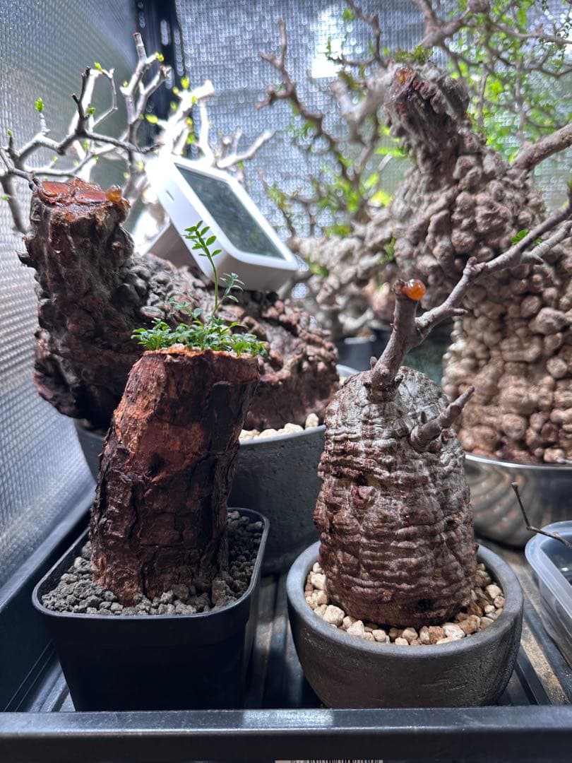 オペルクリカリア　パキプス　根差し　発根済み