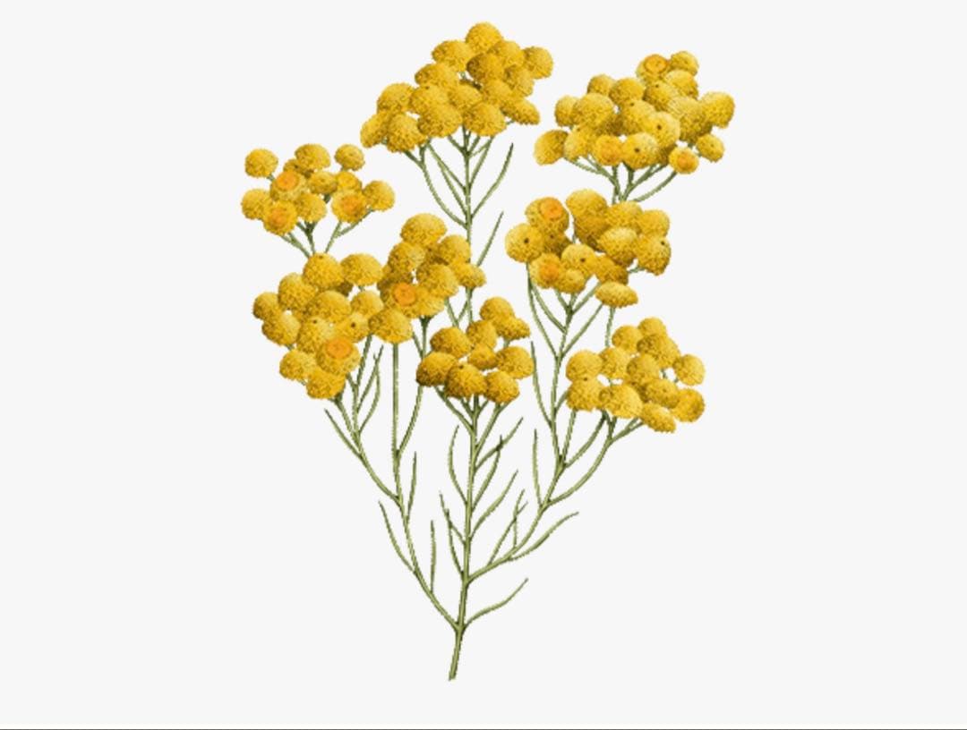 L'OCCITANE ディヴァインローション クリーム