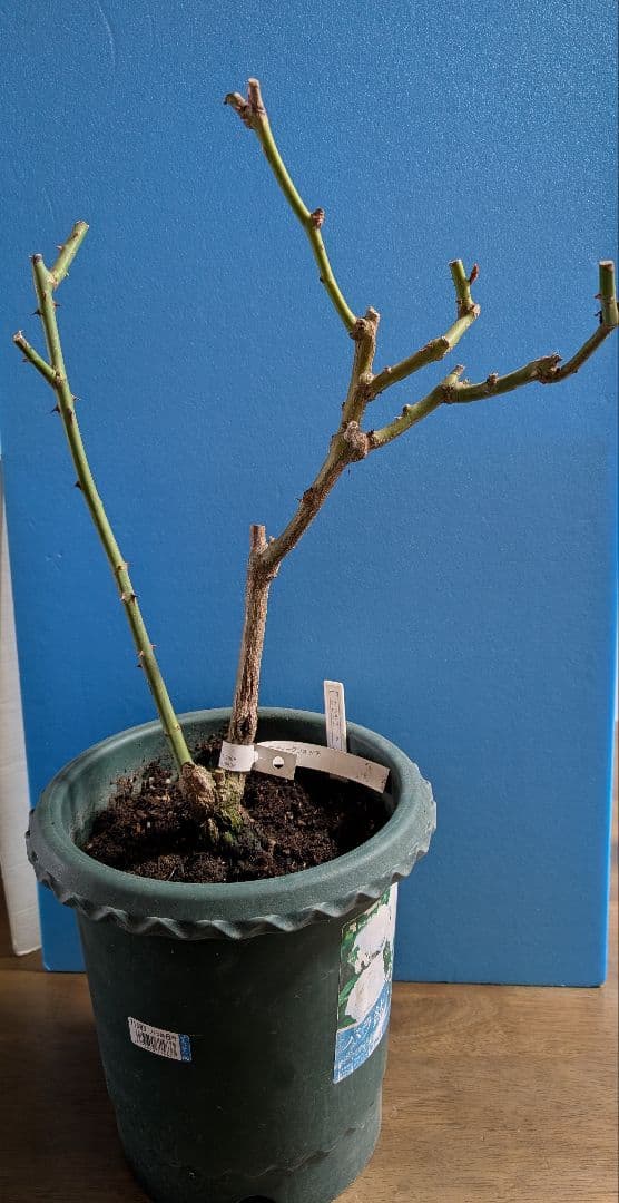 専用★薔薇：藤色のロゼット咲き【アンティークウ◯◯〇】大苗～中苗程度他1品種