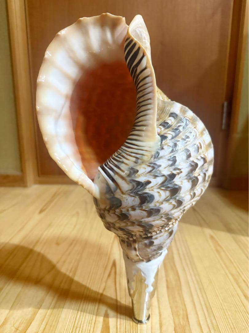 修験道法螺貝37.5㎝　山伏　密教　魔除け　熊よけ❣️ホラガイ　ほら貝