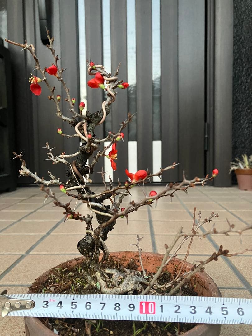 ◉長寿梅盆栽　赤花　沢山の花芽付き　持込の古い古木　極上品　日曜限定の大幅値下げ