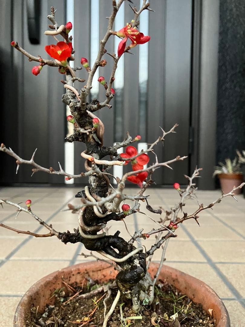 ◉長寿梅盆栽　赤花　沢山の花芽付き　持込の古い古木　極上品　日曜限定の大幅値下げ