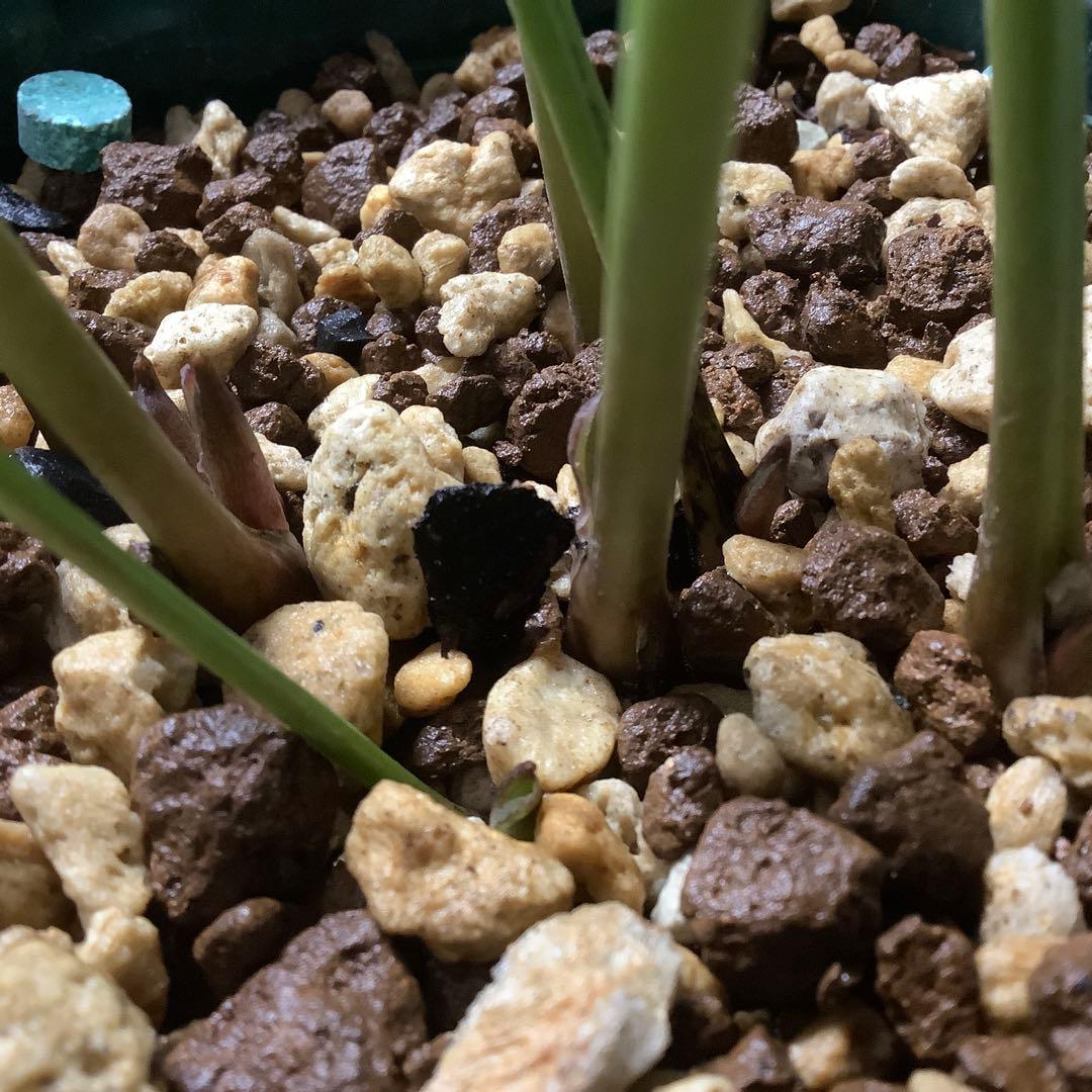 t*o様 クリスマスローズ