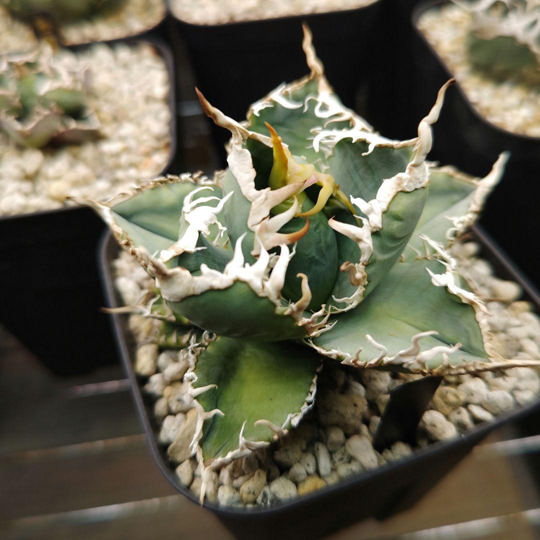 アガベ　チタノタ　白幽霊