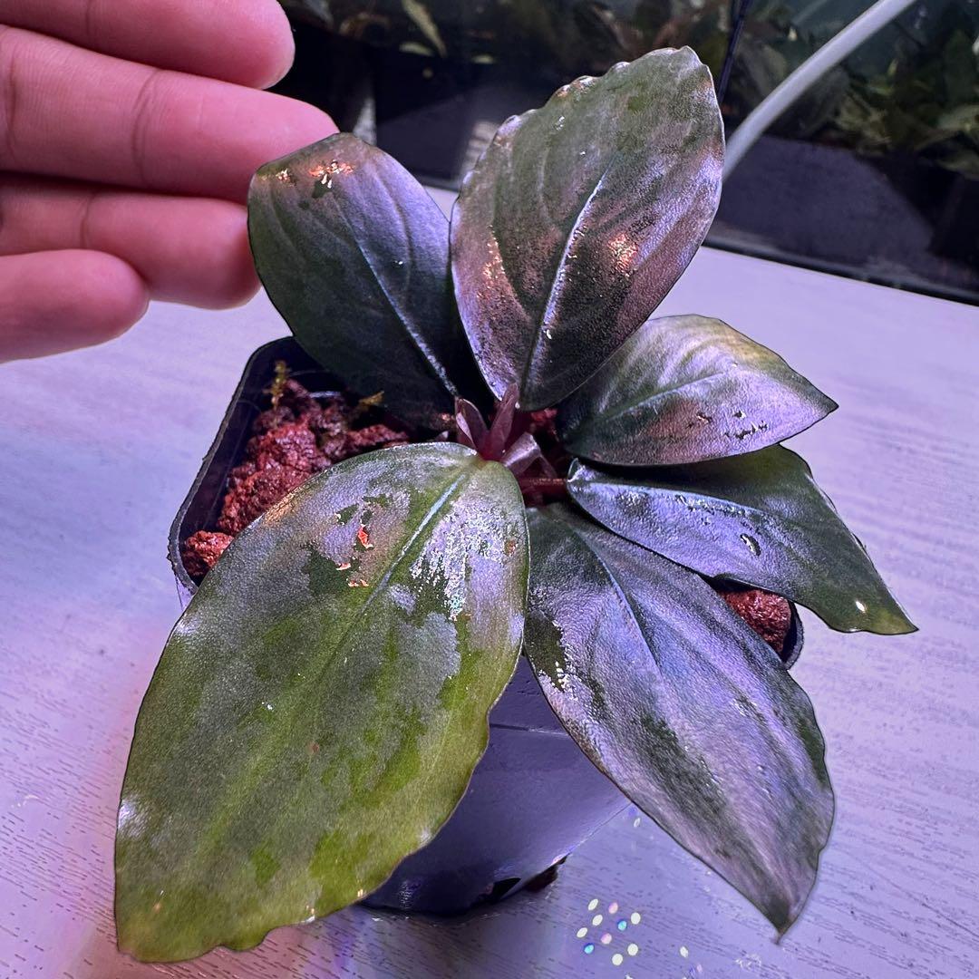 S*A様 ブセファランドラ Bucephalandra Mahakam レアブセ