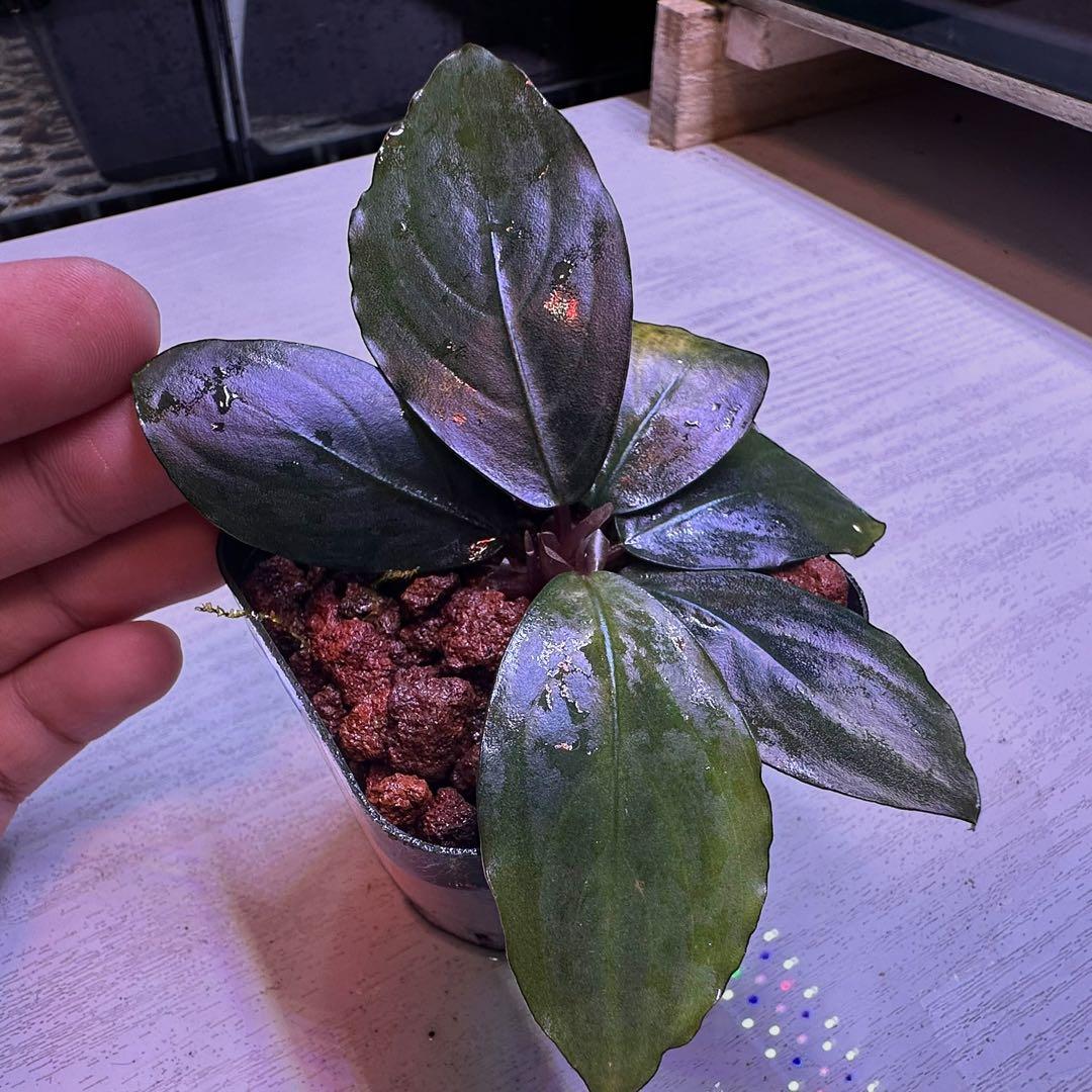 S*A様 ブセファランドラ Bucephalandra Mahakam レアブセ