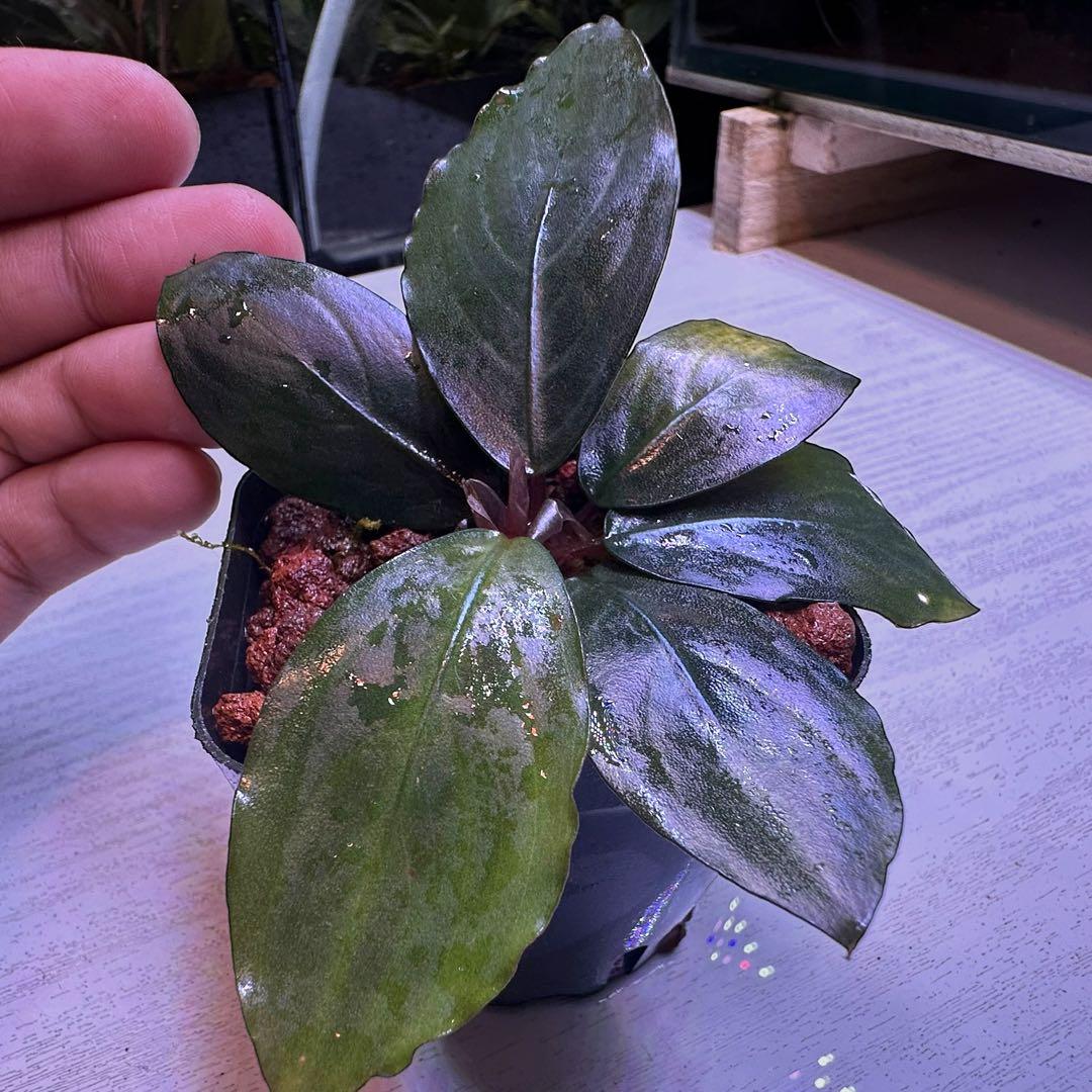 S*A様 ブセファランドラ Bucephalandra Mahakam レアブセ