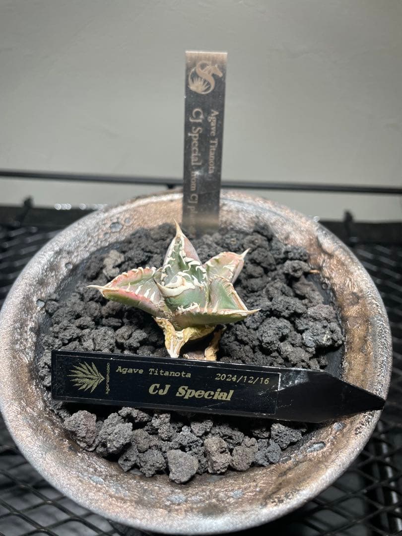 アガベチタノタ CJ Special 陶器鉢