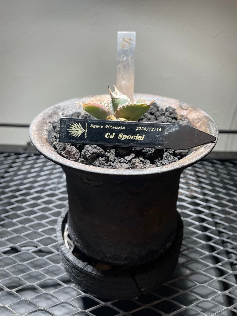 アガベチタノタ CJ Special 陶器鉢
