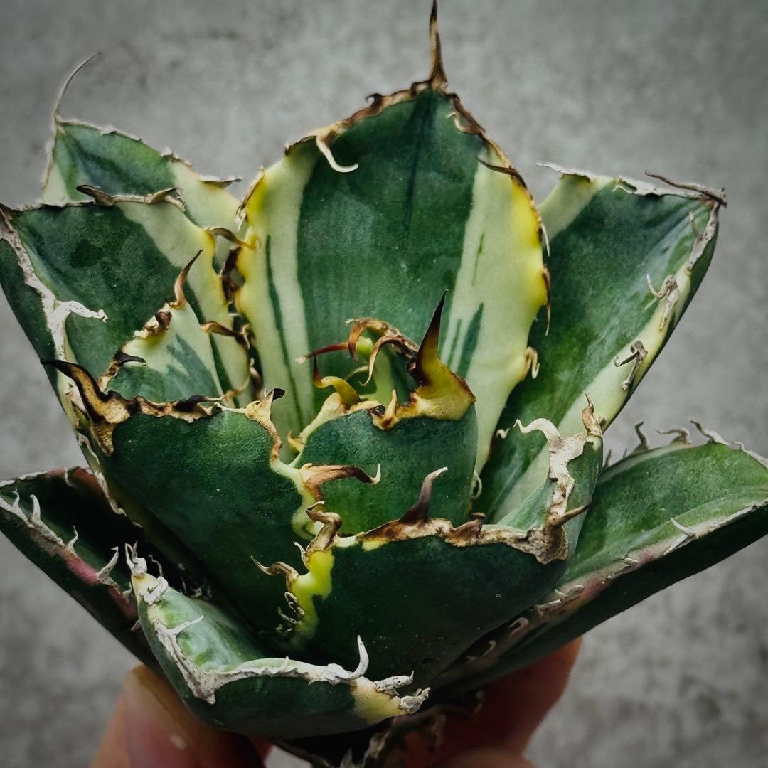 U*K様 多肉植物・アガベ・チタノタ・【特選】白鯨錦・希少株・斑入り・コレクショ