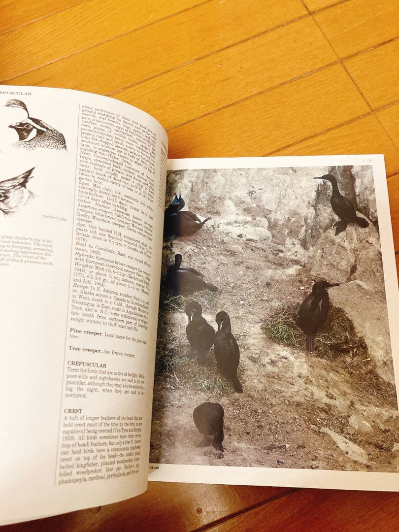 The Audubon Society BIRDS 図鑑