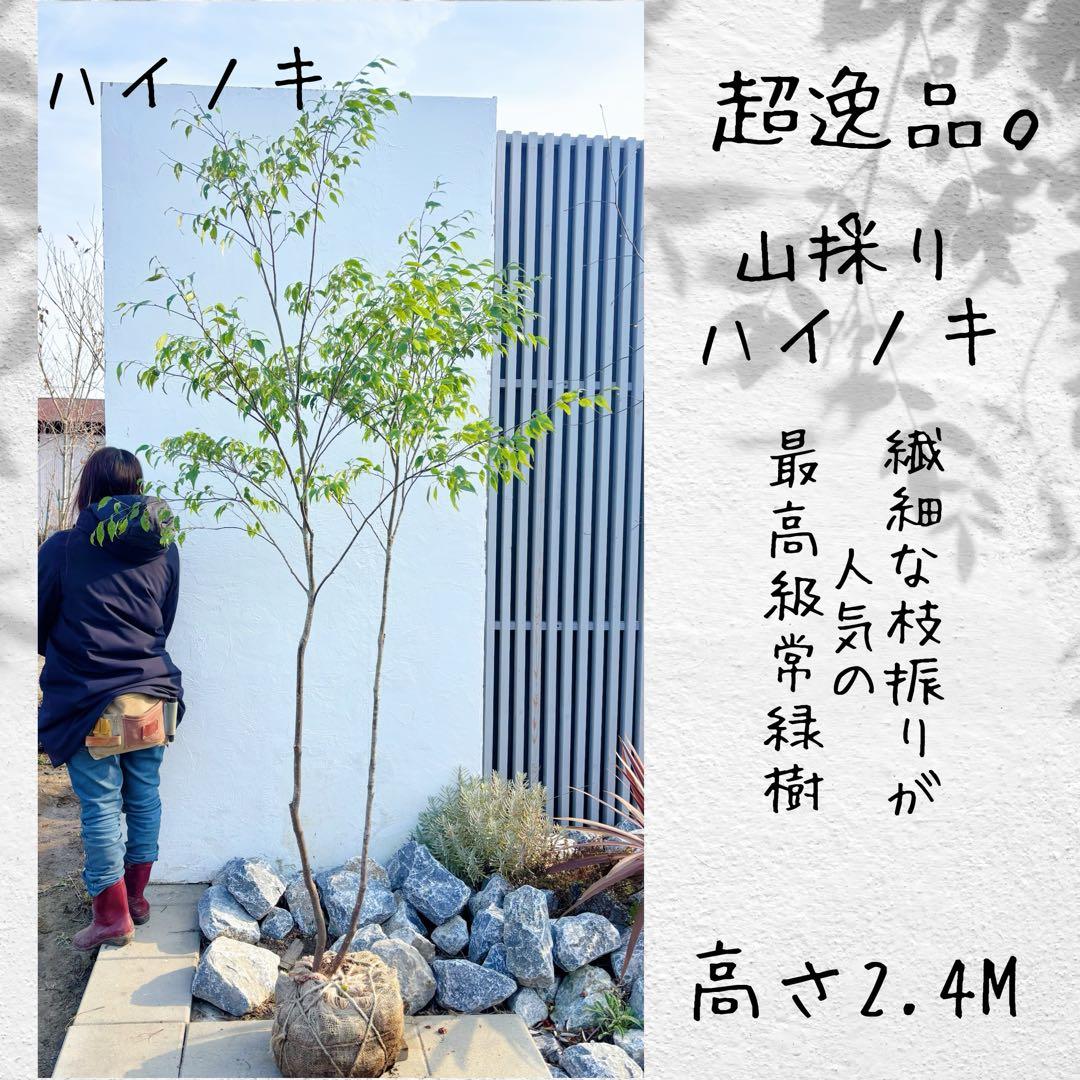 超逸品。山採りハイノキ株立ち2.4M(鉢底から)