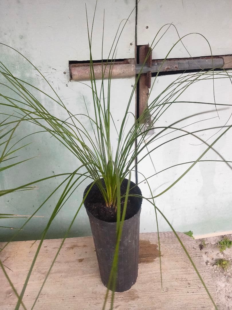 クサントロエア