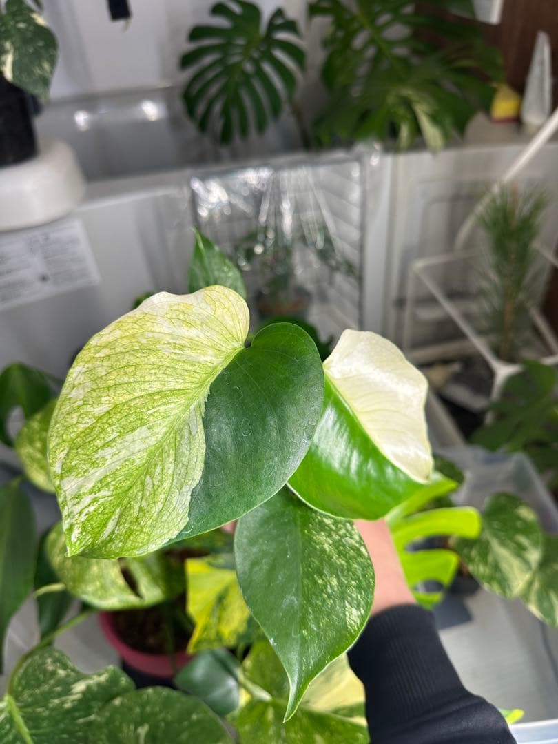 自*間様 モンステラデリシオーサミントトリカラー 輸入株