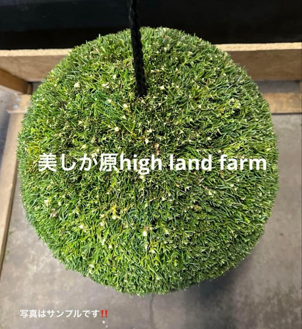 杉玉　屋根セット　約40センチ ‼️縁起物　丸くて幸せ　家族円満♪