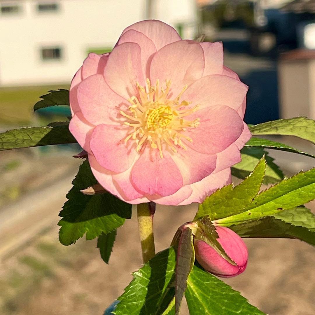 A*️様 ☘️ラスト2☘️開花株❤️沢山新芽元気株3254⭐️極上透明感優しいピ