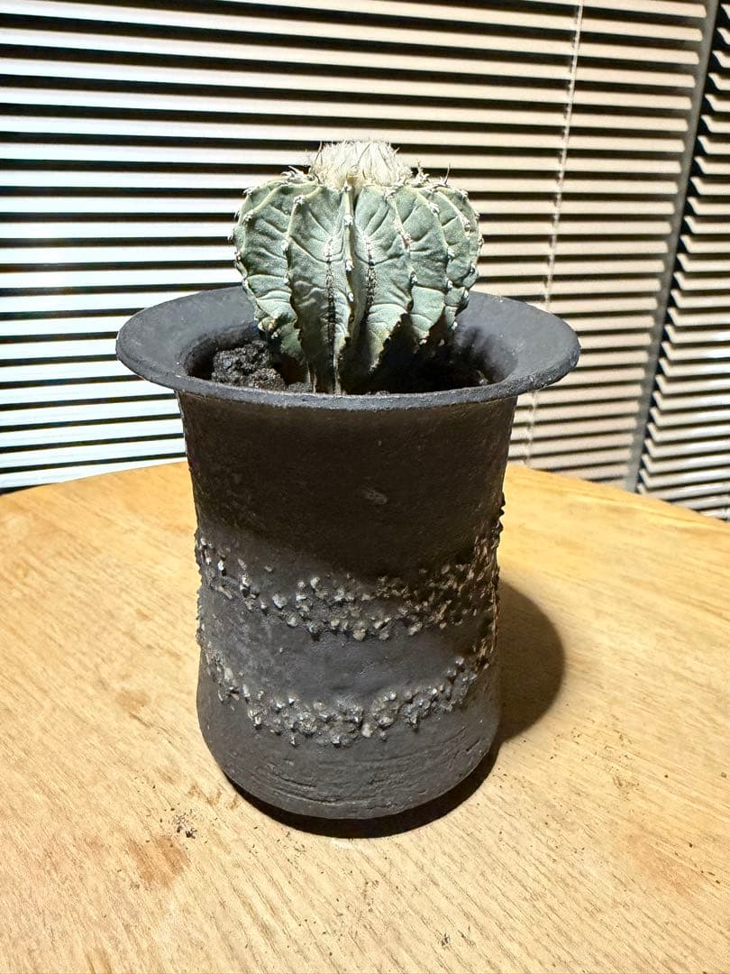 ゲオヒントニア メキシカーナ 実生