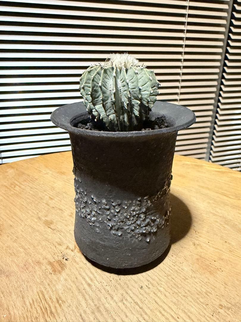 ゲオヒントニア メキシカーナ 実生