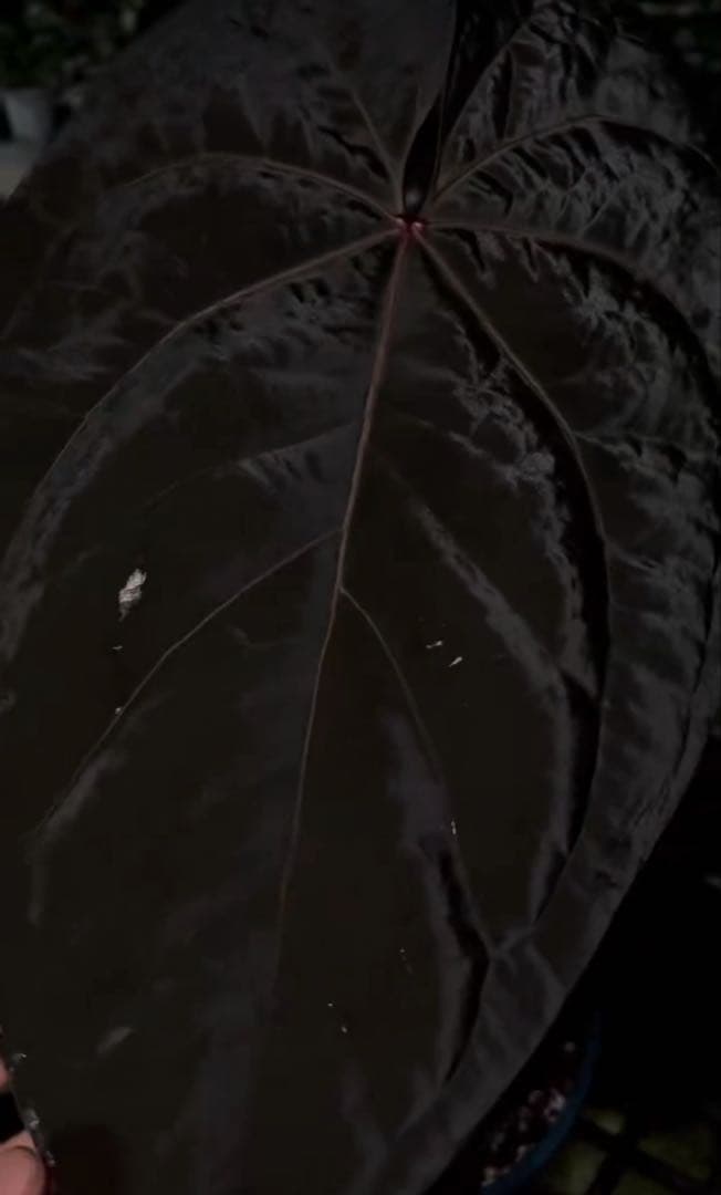 Anthurium Ace of Spades脇芽