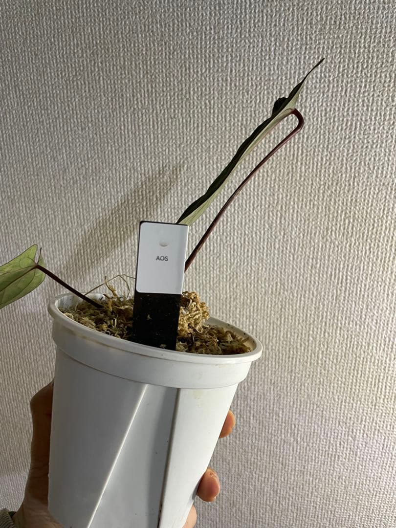 Anthurium Ace of Spades脇芽