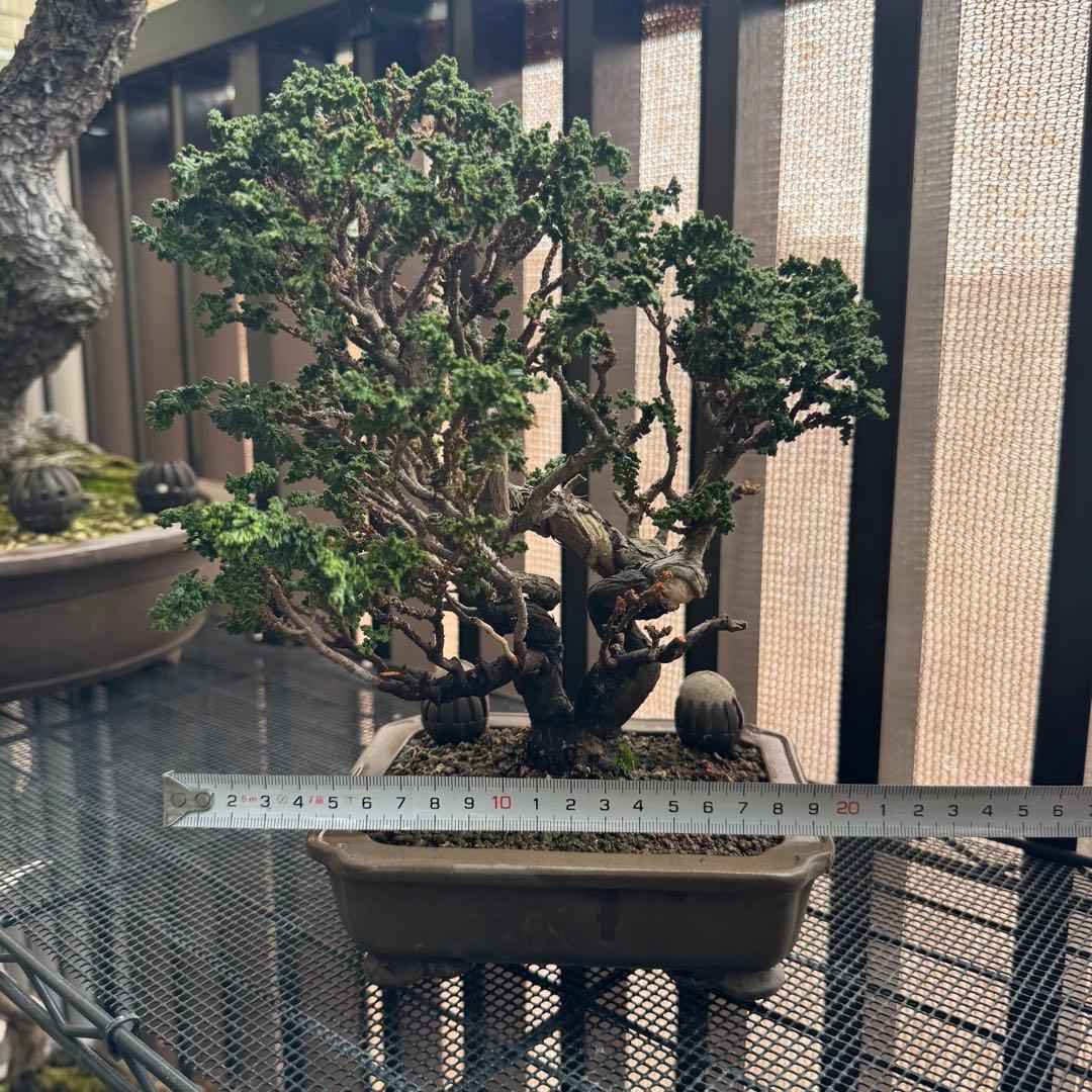 石化檜 石化ヒノキ 盆栽