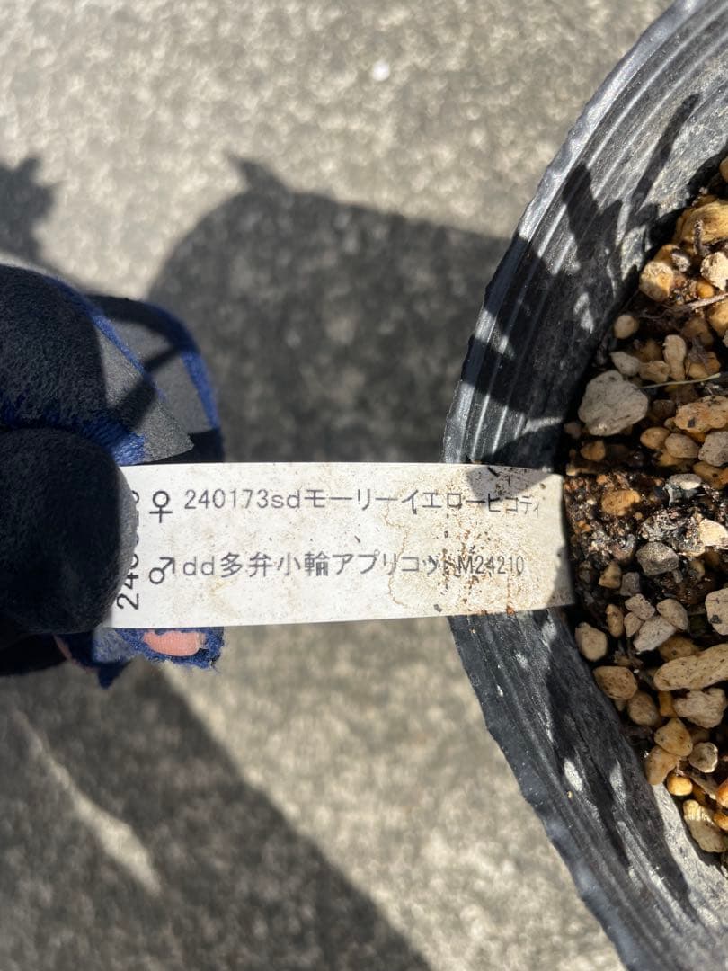 加藤農園 セミダブル 同梱可能