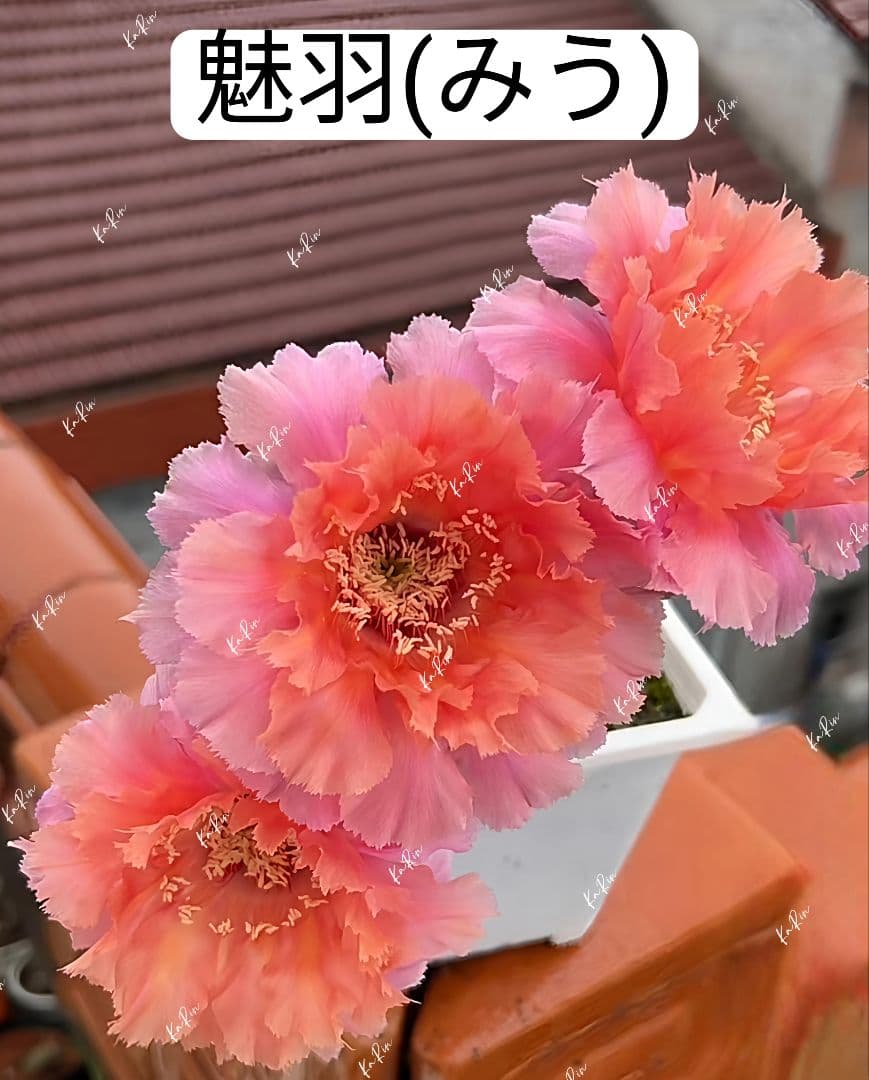 1-保護猫ファミリー商品　花サボテン