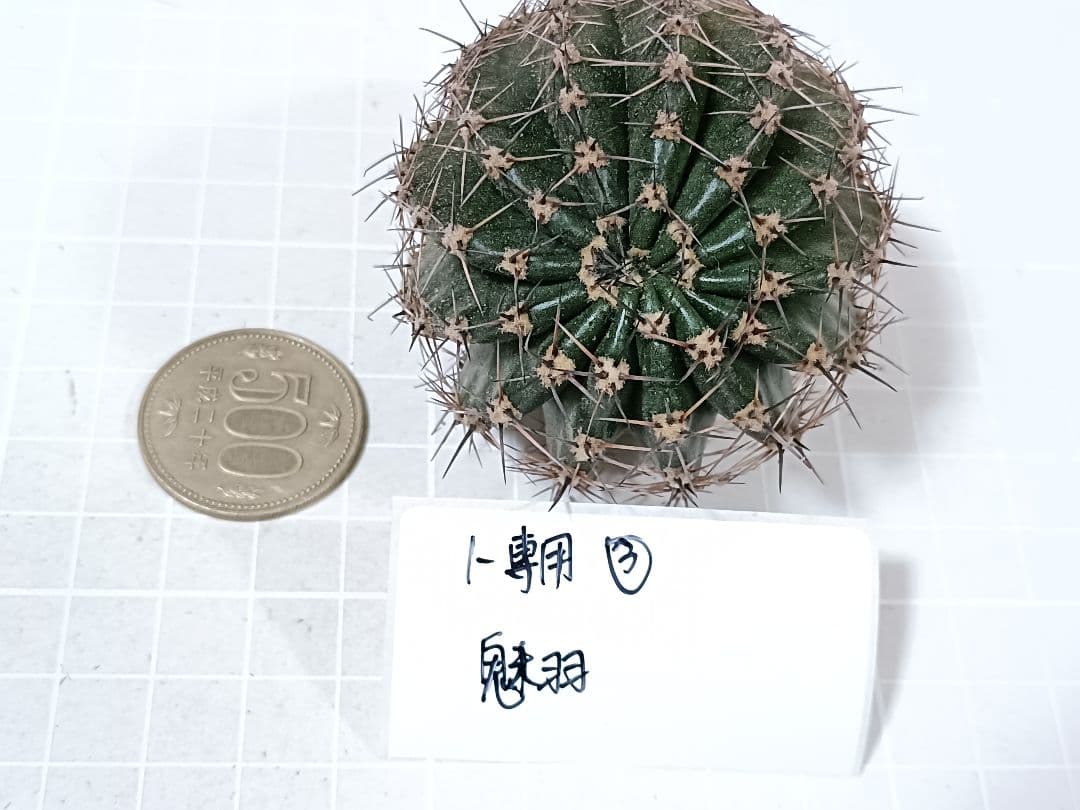 1-保護猫ファミリー商品　花サボテン