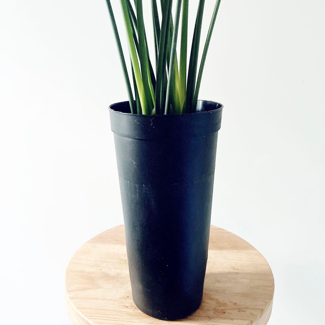 ボリューム2倍‼️2株仕立て ストレリチアノンリーフ 観葉植物 室内