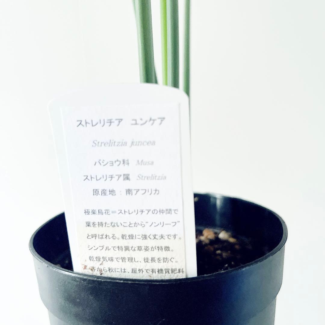 ボリューム2倍‼️2株仕立て ストレリチアノンリーフ 観葉植物 室内