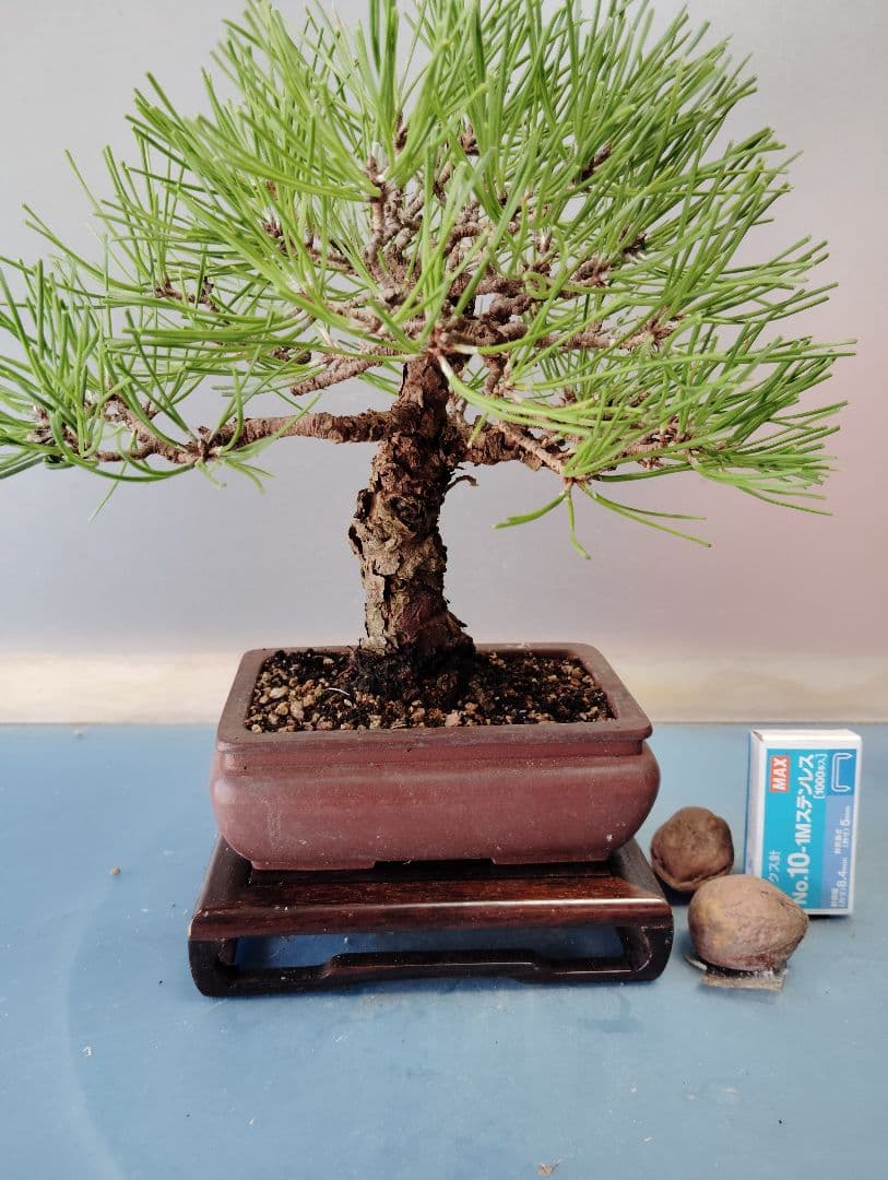黒松盆栽　小品盆栽　ミニ盆栽　直幹仕立て　鉢（中国新渡）　古木