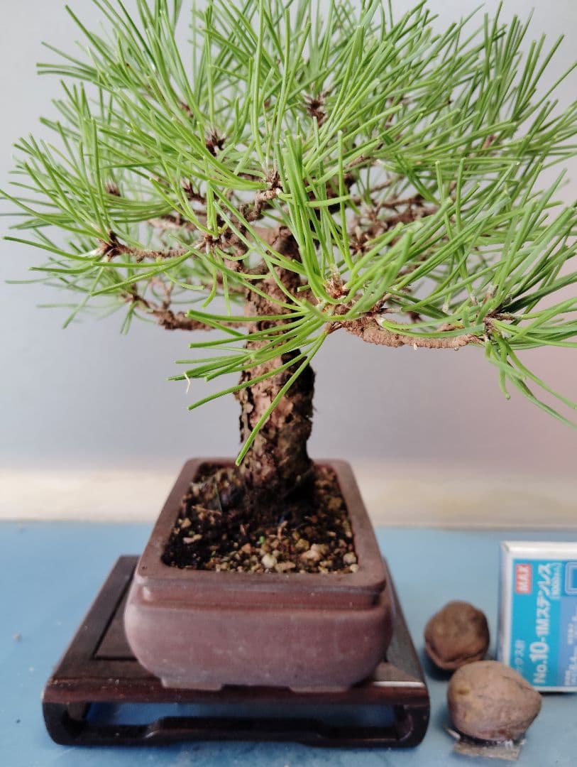 黒松盆栽　小品盆栽　ミニ盆栽　直幹仕立て　鉢（中国新渡）　古木