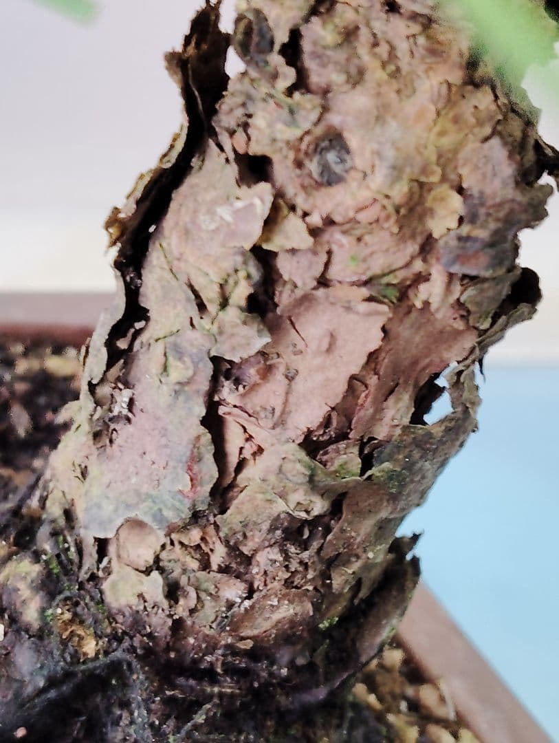 黒松盆栽　小品盆栽　ミニ盆栽　直幹仕立て　鉢（中国新渡）　古木