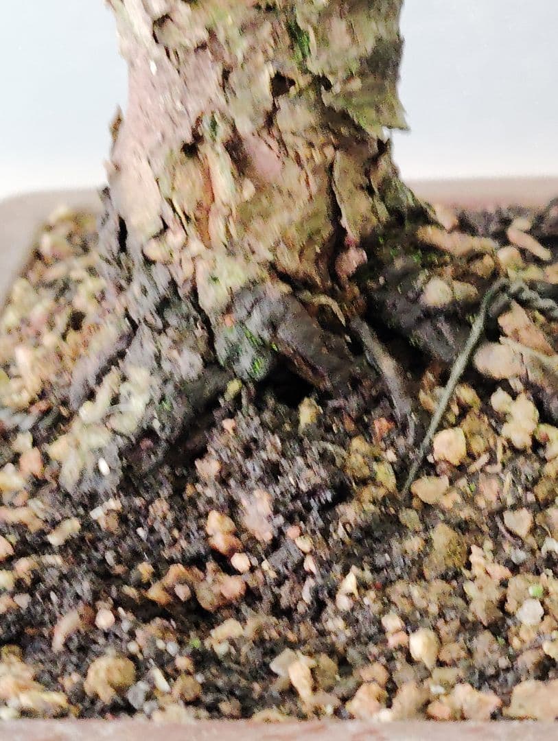 黒松盆栽　小品盆栽　ミニ盆栽　直幹仕立て　鉢（中国新渡）　古木