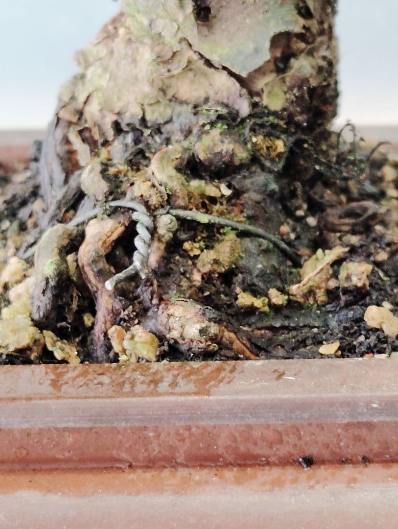 黒松盆栽　小品盆栽　ミニ盆栽　直幹仕立て　鉢（中国新渡）　古木