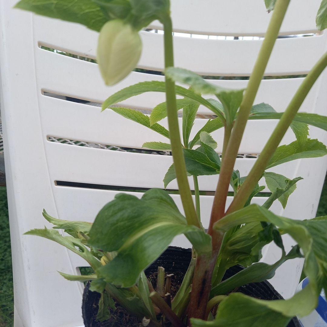 金曜日まで！お買い得！春カラー♪清楚なグリーンリップ♪クリスマスローズ、苗