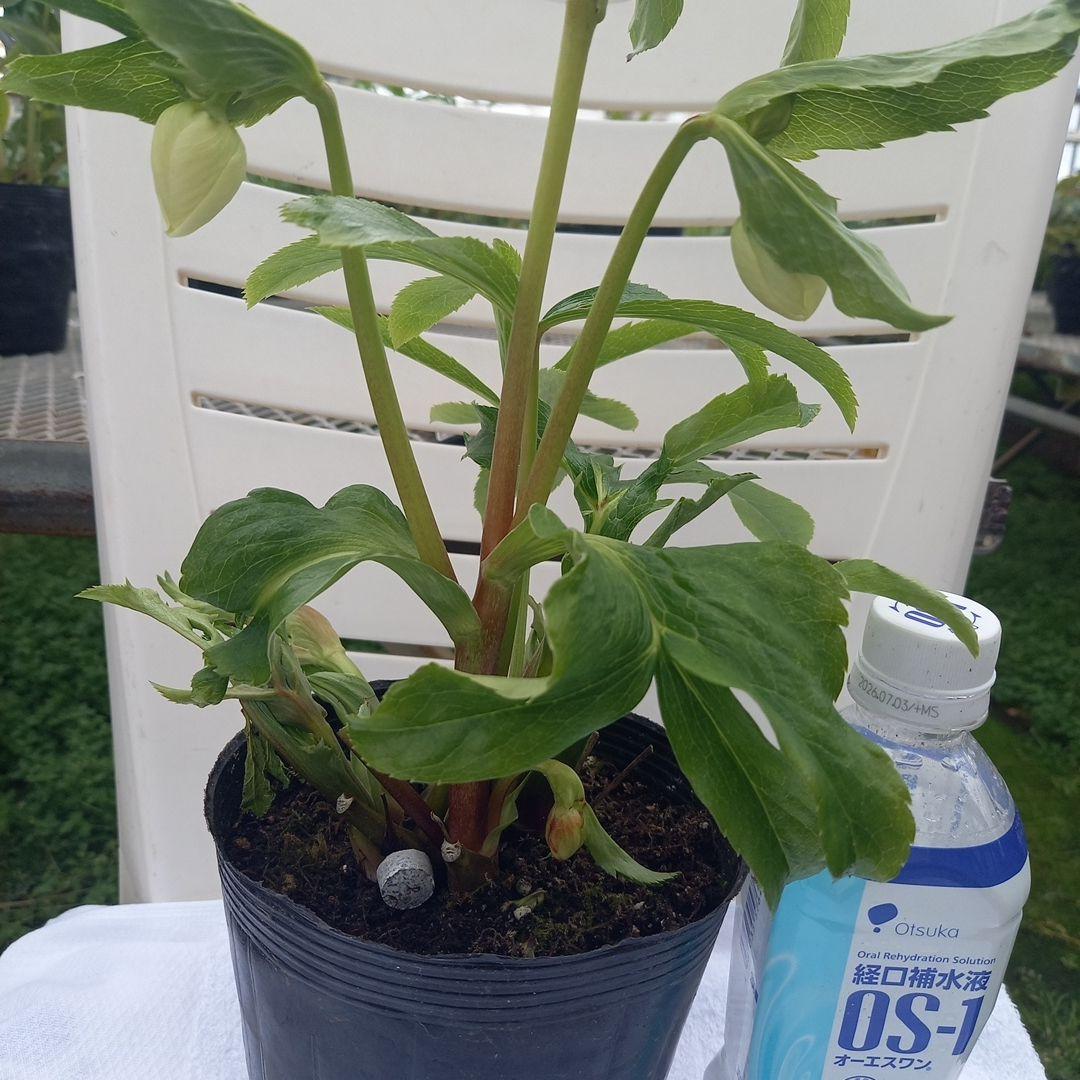 金曜日まで！お買い得！春カラー♪清楚なグリーンリップ♪クリスマスローズ、苗