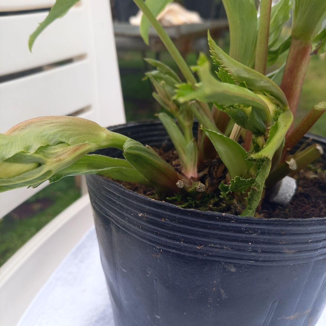 金曜日まで！お買い得！春カラー♪清楚なグリーンリップ♪クリスマスローズ、苗