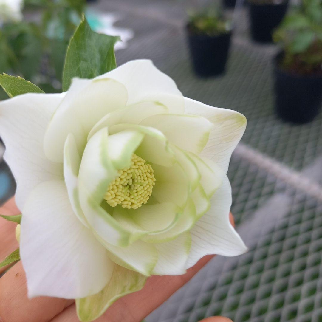 金曜日まで！お買い得！春カラー♪清楚なグリーンリップ♪クリスマスローズ、苗