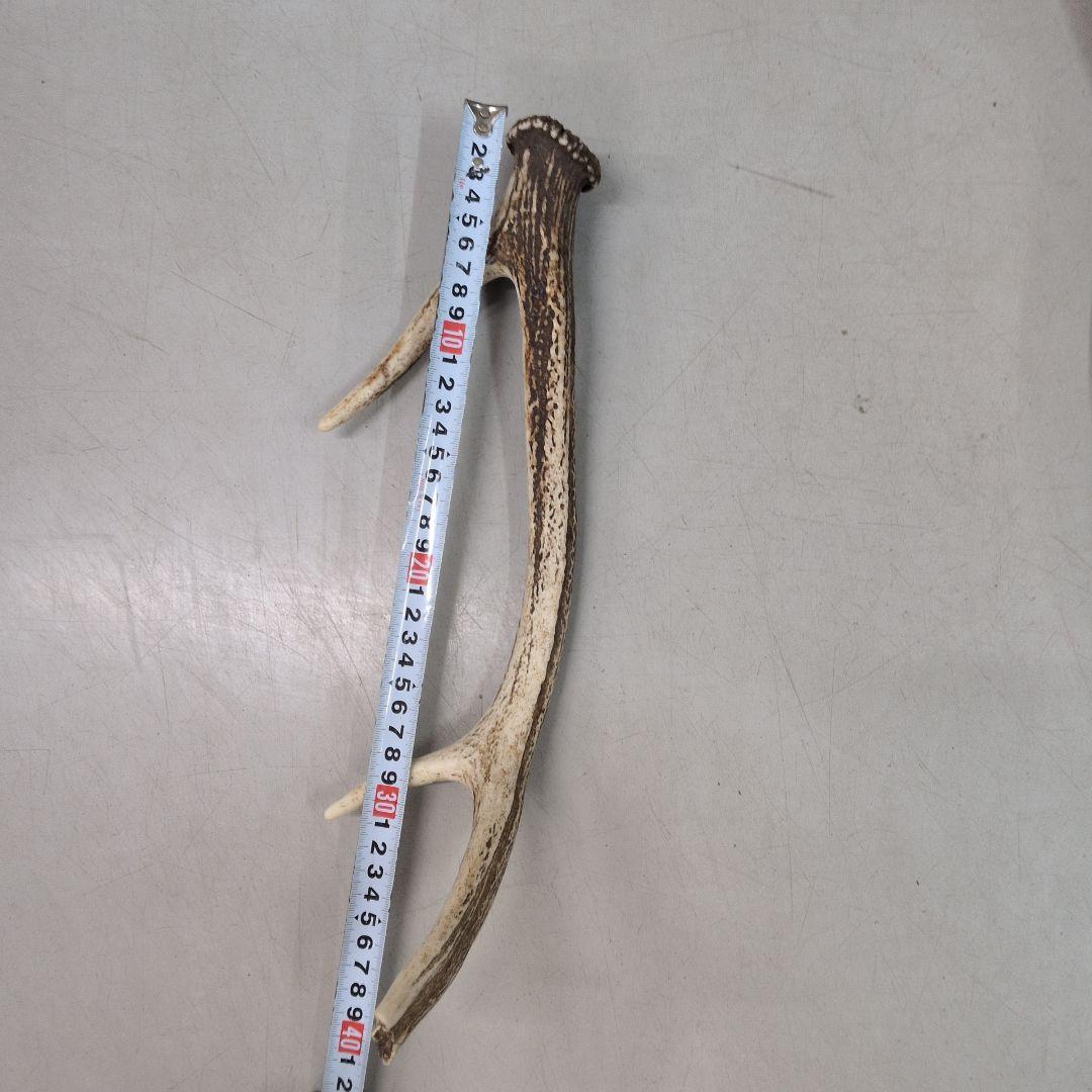 エゾシカ　角　今年の物　12本