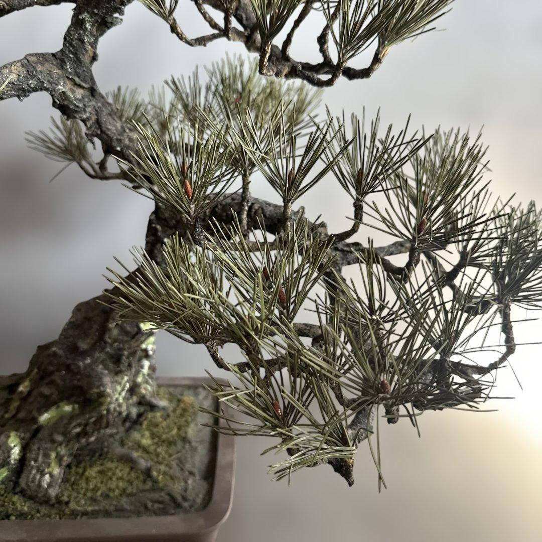 瞬間的お値下げ‼️素敵すぎるフェイク盆栽‼️自然形状の盆栽 四角形鉢