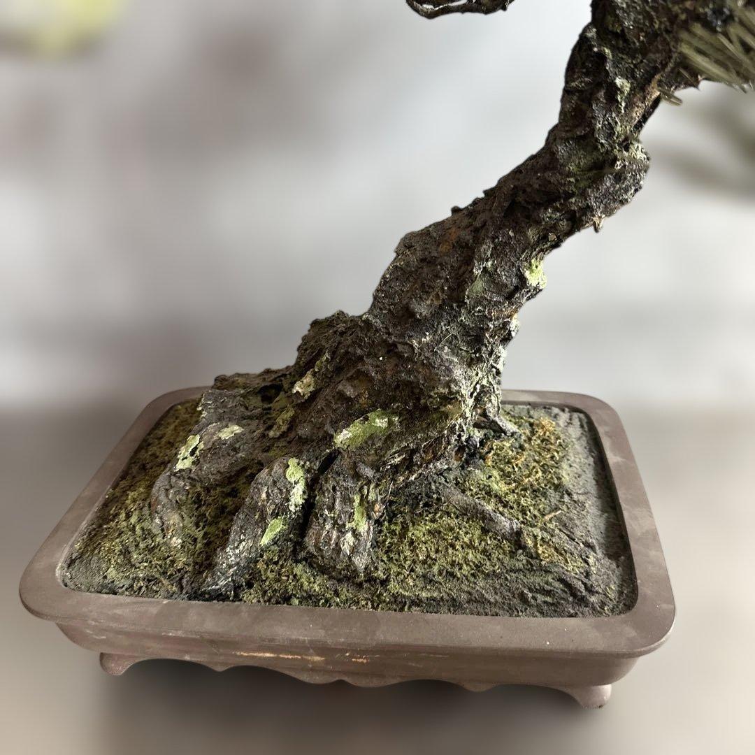 瞬間的お値下げ‼️素敵すぎるフェイク盆栽‼️自然形状の盆栽 四角形鉢