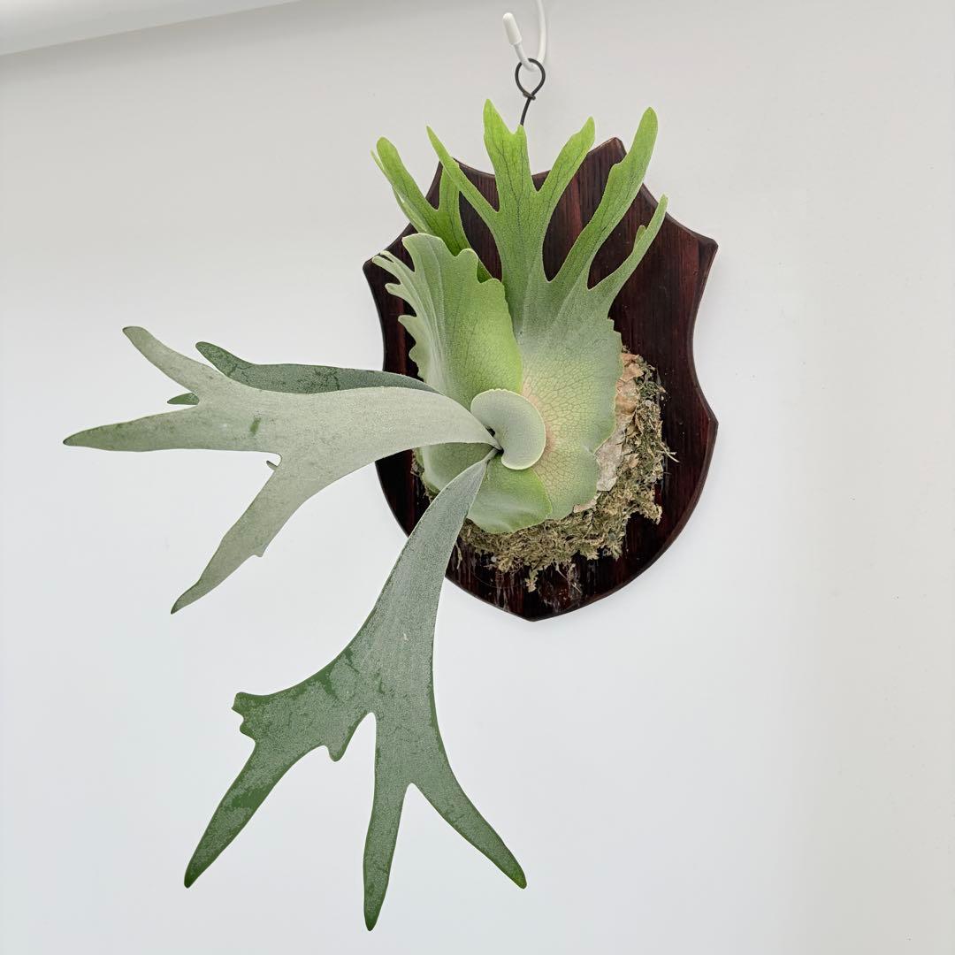 板付 観葉植物 超美株の子株です♫〖ビカクシダ・ウィリンキー・ドワーフタツタ〗