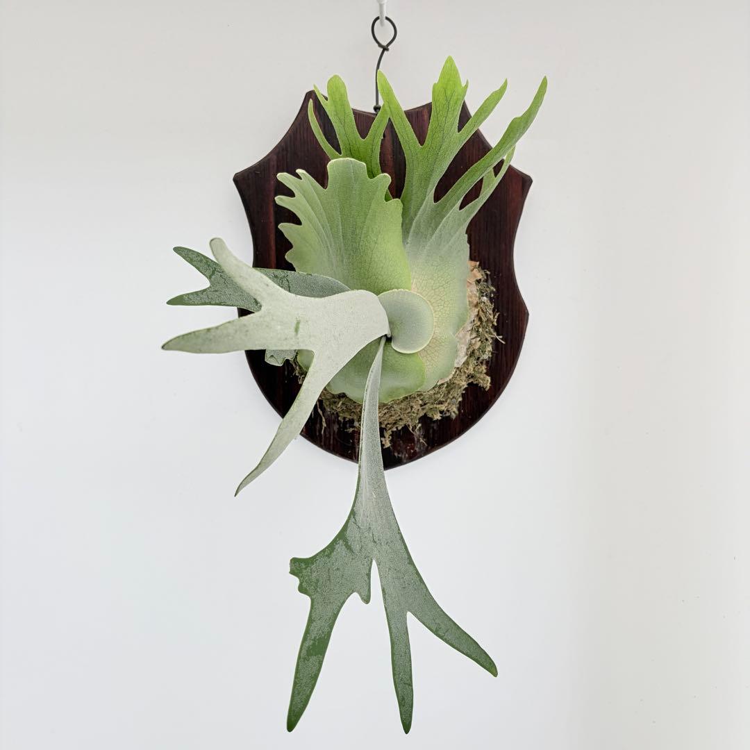 板付 観葉植物 超美株の子株です♫〖ビカクシダ・ウィリンキー・ドワーフタツタ〗